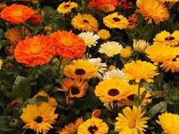 Calendula Edible Flower Seeds Pot Marigold Medicinal Herb Etsy Herb Seeds Flower Seeds Edible Flowers