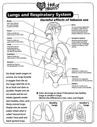 Kids are not exactly the same on the outside, but on the inside kids are a lot alike. 8 Mad Science Ideas Human Lungs Coloring Pages Human Body