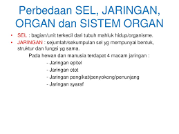Perbedaan Antara Jaringan Organ Dan Sistem Organ Tips Membedakan