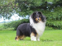 Our shelties are akc registered with champion packed pedigrees. Sheltie Puppies For Sale Ny Pa Shetland Sheepdog Breeder From Sheltie Blessings