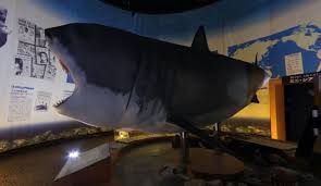 Image result for weird museum buildings