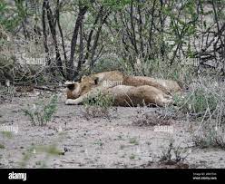 Vista natural de la leona dulce acostada en el suelo Fotografía de stock 