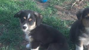 Look at pictures of puppies in california who need a home. Pembroke Welsh Corgi X Mini Australian Shepherd The Auggie For Sale In Cottonwood California Classified Americanlisted Com