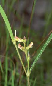 Image result for Eriosema youngii