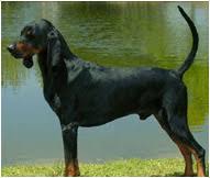 Black and tan coon dog. Black And Tan Coonhound Dog Breed Facts And Traits Hill S Pet