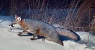 This species and its only congener, the diminutive island fox (urocyon littoralis) of the california channel islands. Gray Fox From Nc Wins Ncpedia