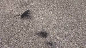 Check spelling or type a new query. Great Black Wasp Digging A Hole To Burry Its Food Youtube