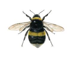 Bumblebee Anatomy Google Search Bumble Bee Art Bee Bee Art