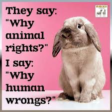 On Twitter Therapy Animals Animal Quotes Animal Rights