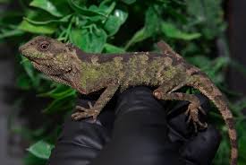 Image result for Alectra picta