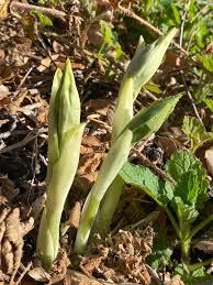 Image result for Asparagus minutiflorus