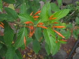 Justicia) — род цветковых растений justicia plumbaginifolia justicia procumbens justicia quinqueangularis justicia secunda justicia spicigera justicia tweediana justicia ventricosa. Tallos Y Hojas De Justicia Spicigera Download Scientific Diagram