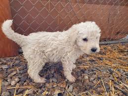 Image result for Komondor