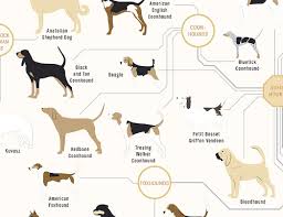 the diagram of dogs a dog breed infographic poster by pop