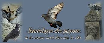 Premiers Gestes De Secours Pour Sauver Un Pigeon Ou Pigeonneau En Detresse