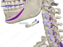 Image result for Hyoid Bone
