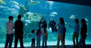 Pine Knoll Shores Museums Aquariums Planetariums North Carolina Aquarium At Pine Knoll Shores North Carolina Aquarium Pine Knoll Shores North Carolina