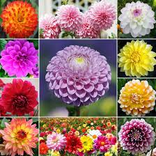 We did not find results for: Philippines Ready Stock Beautiful Dahlia Flower Seeds 200pcs Blossom Garden Bonsai Seeds Plant Pots Real Live Outdoor Rare Mayana Plants For Sale Easy To Planting In Local Lazada Ph