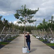 Maybe you would like to learn more about one of these? Pleached Ornamental Pear Trees Pleached Pyrus Chanticleer