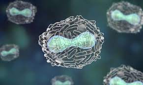 We did not find results for: äººç±»æœ‰å¯èƒ½åƒæ¶ˆç­å¤©èŠ±ä¸€æ ·æ¶ˆç­æ–°å† å— å…¨ç½'æœ