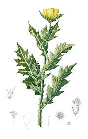 Image result for Argemone mexicana