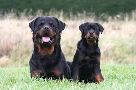 Check spelling or type a new query. 9 Things To Know About Rottweilers American Kennel Club