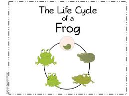 Animals > frogs > life cycle of a frog. Frog Butterfly Biological Life Cycle Clip Art Png 960x720px Frog Animal Area Biological Life Cycle Branch