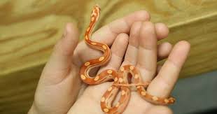 Black And White Corn Snake Orange And Yellow White Baby Corn Snake