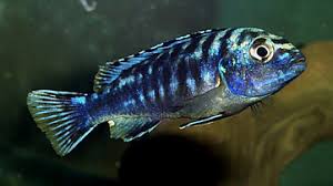 Image result for Humularia meyeri-johannis