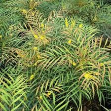 And when the fragrant blooms release their scent, it's a heavenly occasion. Mahonia Shade Plants Evergreen Plants Soft Caress Mahonia