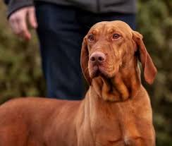 Here at von huber vizslas we are incredibly passionate about our dogs and the breed. Gonzalo Purebred Healthy Hungarian Vizsla Puppy For Sale Newdoggy Com