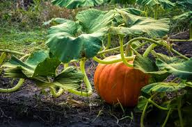 It is important to harden a pumpkin (or cure it) to make it last longer. When To Plant Pumpkins So They Re Ready For Halloween