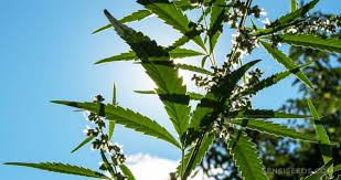 Image result for Cannabaceae