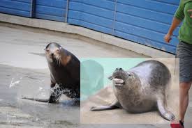 Les Differences Entre Les Otaries Et Les Phoques Dans Les Entrailles Du Monde