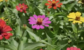 Zinnia is a summer plant it need normal water there are many kinds of verieties. Common Zinnia Plants And Care Tips For A Zinnia Elegans