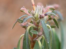 Image result for Clutia angustifolia
