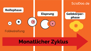 Einfach ausgedrückt, ist der eisprung der prozess, bei dem der weibliche körper eine reife eizelle aus den eierstöcken freisetzt. Das Datum Fur Den Eisprung Befruchtung Einnistung Und Fruchtbare Tage Berechnen Sciodoo