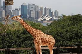 Giraffe And Sydney Opera House Giraffe Opera House Opera