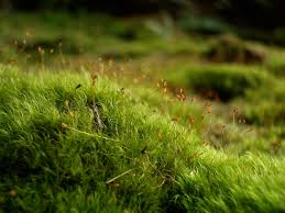 Image result for Dewevrella