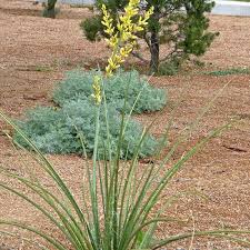 See more ideas about plants, texas plants, texas native. Yellow Texas Yucca Hesperaloe Parviflora Yellow High Country Gardens