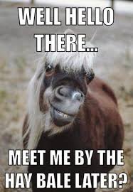 27 Funniest And Hilarious Horse Memes 2019 Memespic Funny Horses Funny Horse Pictures Horse Quotes Funny