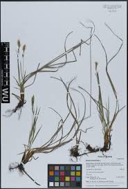 Image result for Belonophora