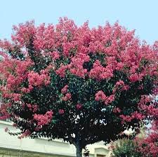 Check spelling or type a new query. Sublime Lilas Des Indes Gamm Vert