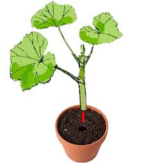 Image result for cuttings of geraniums