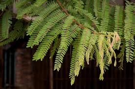 Image result for Vangueria ferruginea