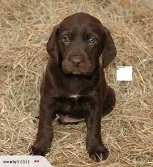 Box 85 drumbo, on n0j 1g0 Other Dogs Trade Me Dogs For Sale Lab Puppies Labrador Retriever Puppies