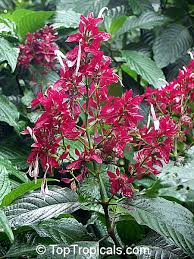 Image result for Erythrococca zambesiaca