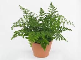 Image result for Asplenium emarginatum