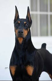 Doberman Doberman Pinscher Doberman Doberman Pinscher Dog