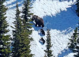 Image result for Ursinia montana